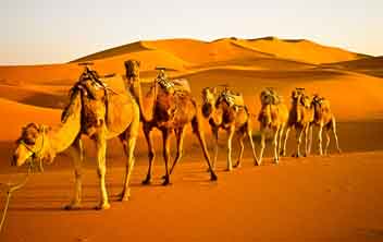 camel trekking2